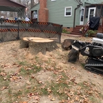 Tree removal