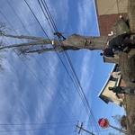 Tree Service Project