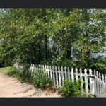 Before - Tree Trimming and Bush Removal