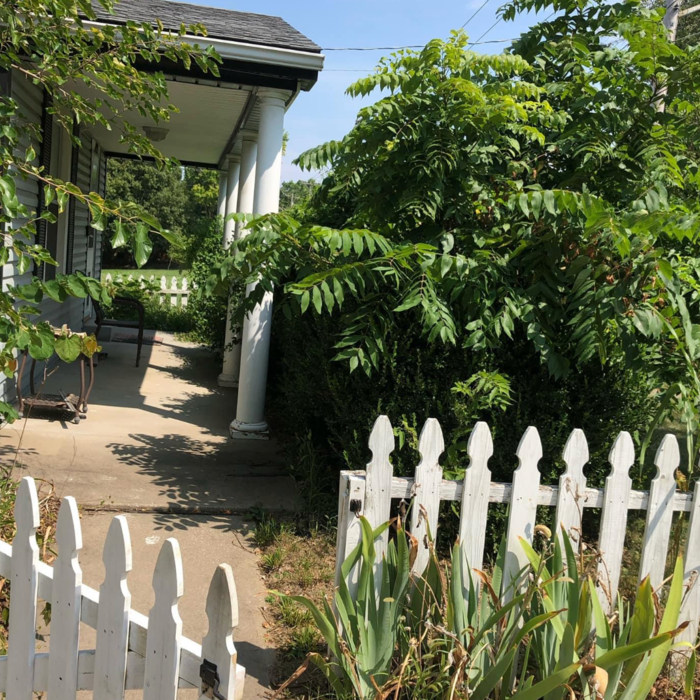 Before - Tree Trimming and Bush Removal