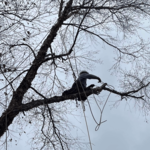 Tree service