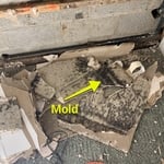 Toxic Mold