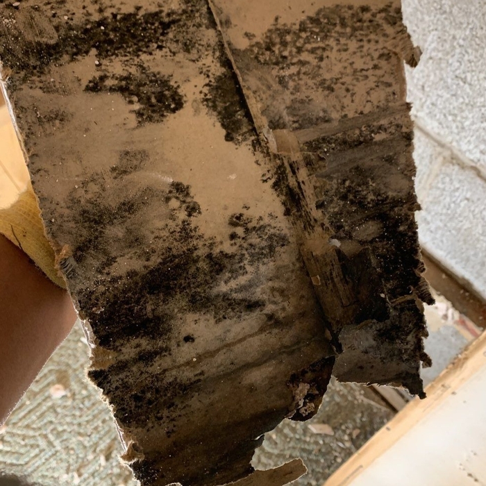 Mold Remediation