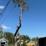 Tree Removal
