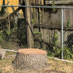 Tree Removal