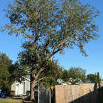 Tree Removal