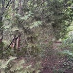 Land clearing and tree removal