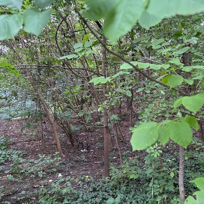Land clearing and tree removal