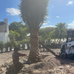 Removal of larger oak tree with stump grinding,removal of 3700 sq ft of driveway,Sylvester Palm tree and landscaping installment and sod installment