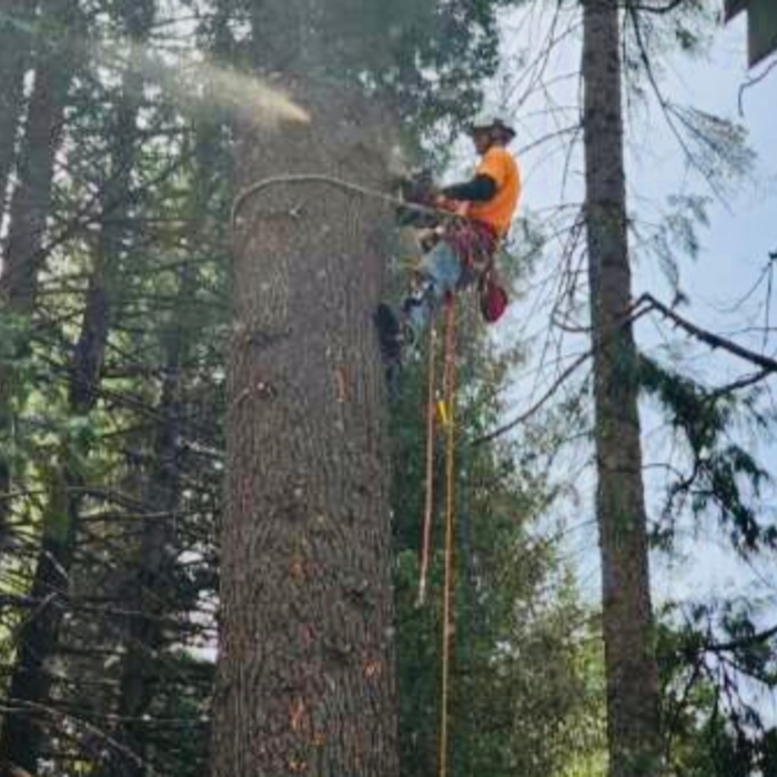 Tree Removal