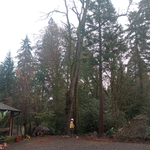 Tree Removal