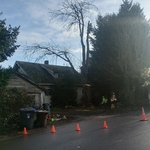 Tree Removal