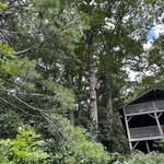 Tree Removal