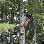 Tree Removal