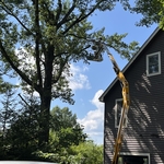 Tree Removal