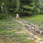 Tree Removal