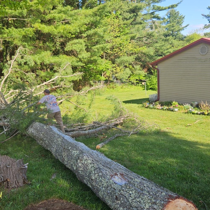 Tree Removal