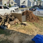 Tree clean up