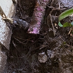 Root control