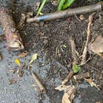 Root control
