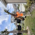 Palm Tree installs
