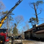 We can remove large trees. When finished you will not know we were there!