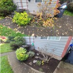 Leaf Removal Project