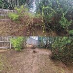 Leaf Removal Project