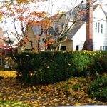 Landscaping Clean Up.