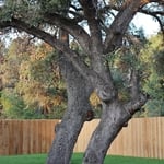Root collar excavation