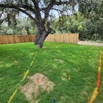 Root collar excavation