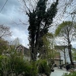 Vines removal