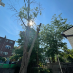 Tree and stump removal.