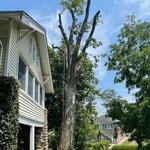 Tree trimming.
After.