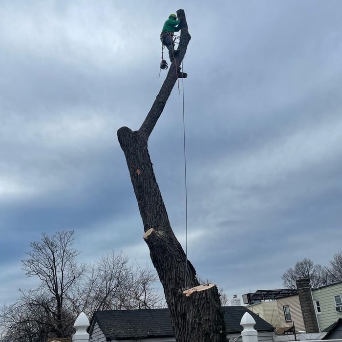 Tree removal