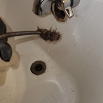 Snaking bathtub clog