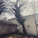 Tree Service Project