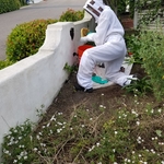 Area in wall where hive was entering