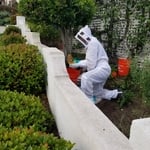 Hive removal in wall