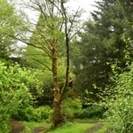 Alder removal