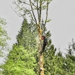 Alder removal