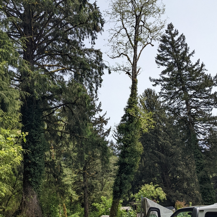 Alder tree removal