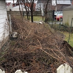Paver walkway/ landscape renovation