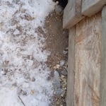 An animal is entering there