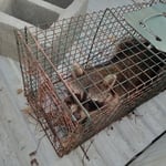 Animal Removal Project
