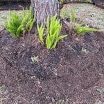 Mulching