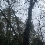 Tree remove