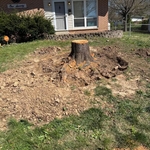 stump removal