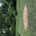 Stump removal