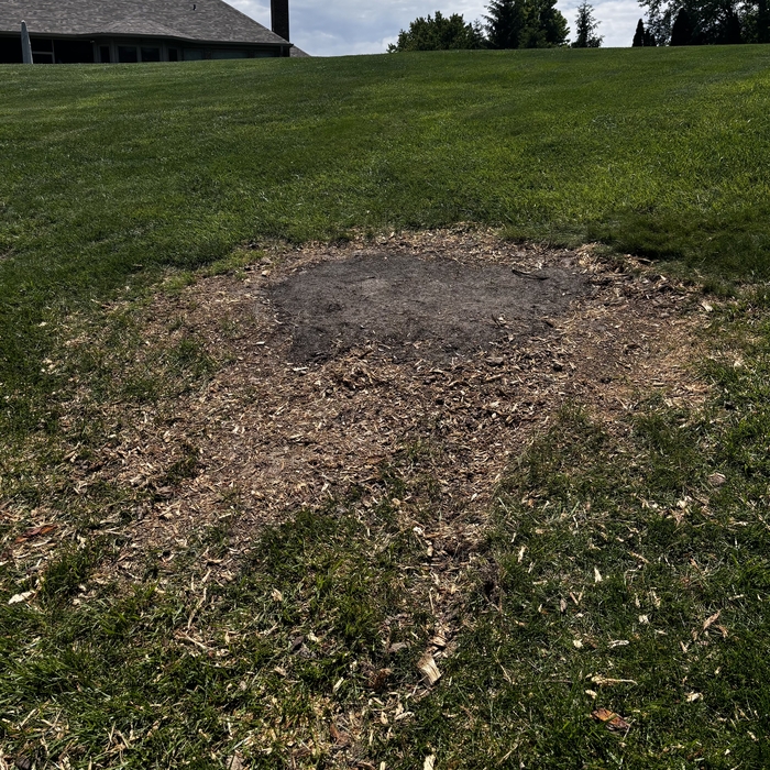 stump removal